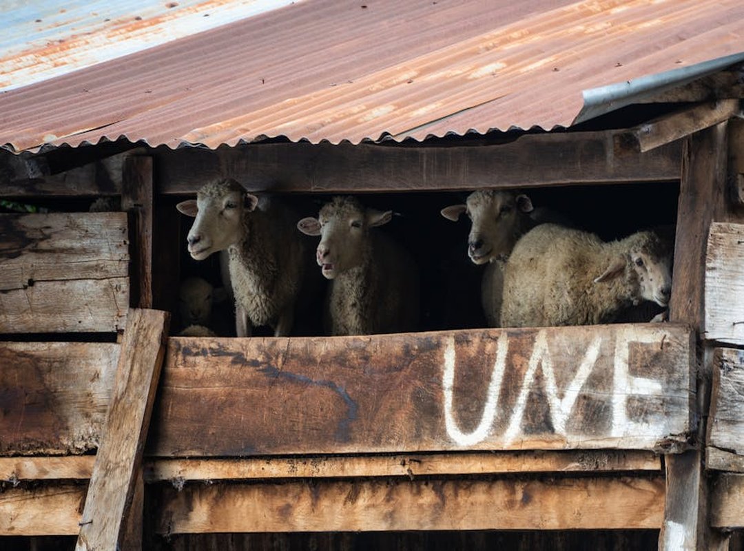 Tu Galería de Animales en PNG: Descarga con un Solo Clic