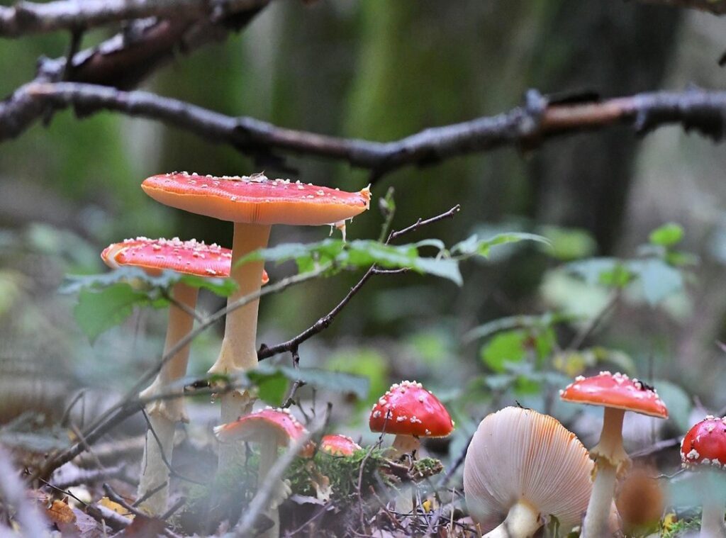 goedemorgen lieverd gif