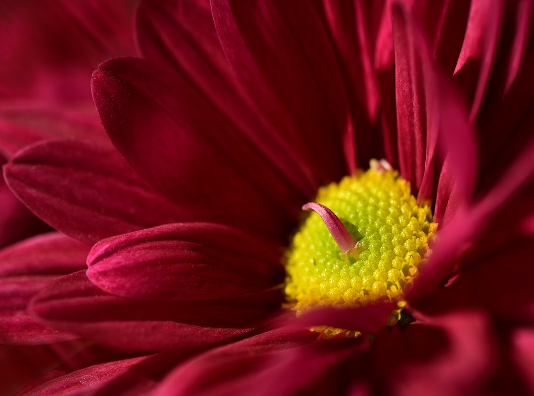 How to Choose the Perfect Lassana Wallpaper Photo